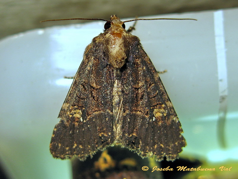 Mesapamea secalella (= didyma) - Noctuidae ?